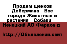 Продам щенков Добермана - Все города Животные и растения » Собаки   . Ненецкий АО,Фариха д.